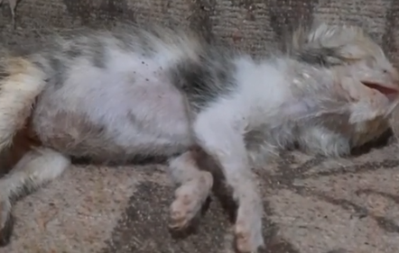 Part2.Animals Rescue #dogrescue #rescuedog #dogsofttiktok #foryoupage #foryou #dogs