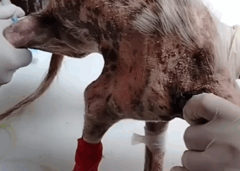 Part2.Animals Rescue #dogrescue #rescuedog #dogsofttiktok #foryoupage #foryou #dogs