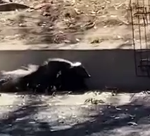 The Rescued Skunk’s Journey_part2