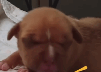 Three-Day-Old Rescue Pittie Needed To Be Bottle Fed_part2