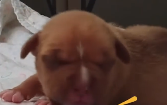 Three-Day-Old Rescue Pittie Needed To Be Bottle Fed_part2