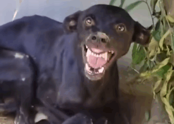 Part2 Animals Rescue #dogrescue #rescuedog #dogsofttiktok #foryoupage #foryou #dogs