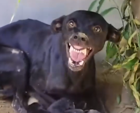 Part2 Animals Rescue #dogrescue #rescuedog #dogsofttiktok #foryoupage #foryou #dogs