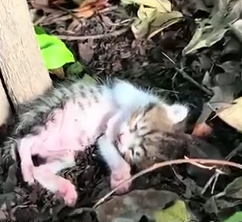 Part2 Animals Rescue #dogrescue #rescuedog #dogsofttiktok #foryoupage #foryou #dogs