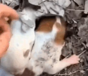 Trapped in a poltin, these tiny puppies cried for help…_part2