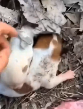 Trapped in a poltin, these tiny puppies cried for help…_part2