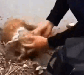 Who could do this thing with puppy_part2