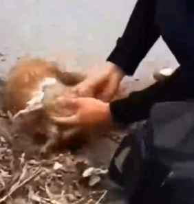 Who could do this thing with puppy_part2