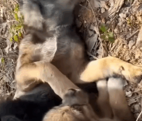 We rescue mother dog family in the forest…_part2