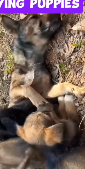 We rescue mother dog family in the forest…_part2