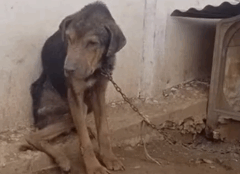 Part2 Animals Rescue #dogrescue #rescuedog #dogsofttiktok #foryoupage #foryou #dogs