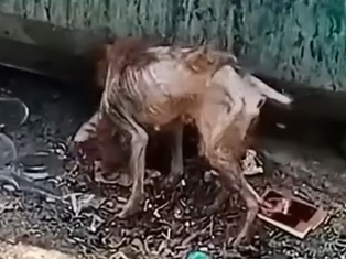 Part2 Animals Rescue #dogrescue #rescuedog #dogsofttiktok #foryoupage #foryou #dogs