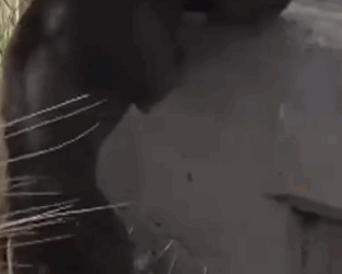 Part2.Animals Rescue #dogrescue #rescuedog #dogsofttiktok #foryoupage #foryou #dogs