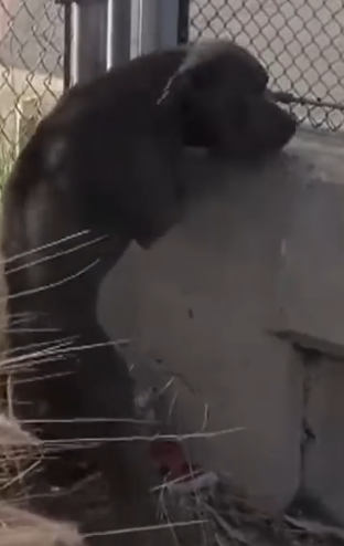 Part2.Animals Rescue #dogrescue #rescuedog #dogsofttiktok #foryoupage #foryou #dogs