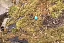 This girl found a strange egg in her backyard and then decided_part2