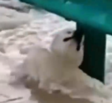 The dog was swept away by floodwater — then a brave man risked everything to save it._part2