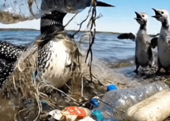 Rescuing a mother common Loon trapped in a plastic bottle_part2