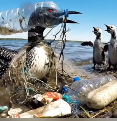 Rescuing a mother common Loon trapped in a plastic bottle_part2