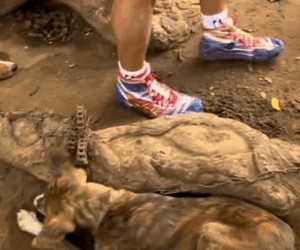 Rescuing dogs #dogsoftiktok_part2