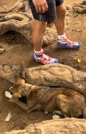 Rescuing dogs #dogsoftiktok_part2