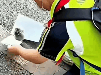 This_boy_rescued_a_lost_baby_owl_from_the_street_and_gave_it_a_loving_home._part2