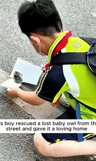 This_boy_rescued_a_lost_baby_owl_from_the_street_and_gave_it_a_loving_home._part2