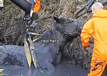 🥺❤️ #rescue #animalrescue #viral #resgateanimal #salvandovidas #salvandovidas #emocionante #animals #hopecore #hero_part2