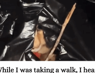 While I was taking a walk,I heard a cat meowing loudly from a garbage bag and then_part2