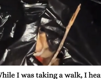 While I was taking a walk,I heard a cat meowing loudly from a garbage bag and then_part2