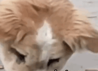 Chained by Pain… This Puppy’s Transformation Will Melt Your Heart_part2