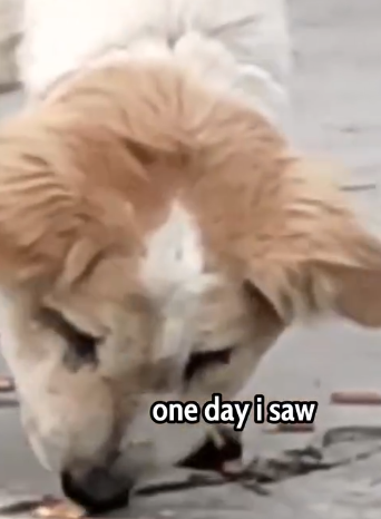 Chained by Pain… This Puppy’s Transformation Will Melt Your Heart_part2