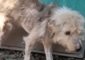Starving and Fragile… Watch This Puppy’s Miraculous Recovery 🐾🥺_part2