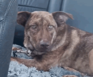 Woman Finds The Sickest Dog At The Shelter And Brings Her Home_part2