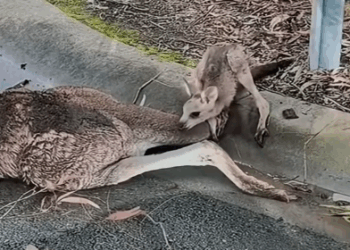 The Animal That Cried Silently For Help_part2