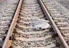 Part2 Animals Rescue #dogrescue #rescuedog #dogsofttiktok #foryoupage #foryou #dogs