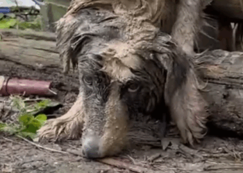 Part2 Animals Rescue #dogrescue #rescuedog #dogsofttiktok #foryoupage #foryou #dogs