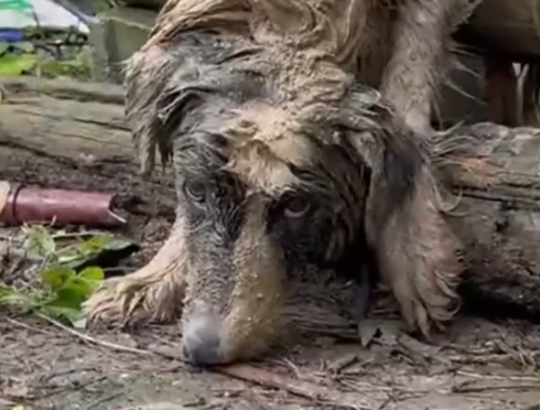 Part2 Animals Rescue #dogrescue #rescuedog #dogsofttiktok #foryoupage #foryou #dogs