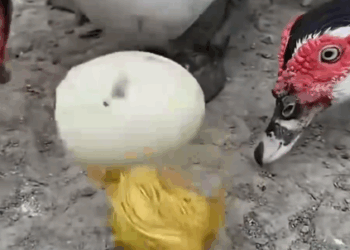 This women rescued duckling that was being bullied and raised it_part2