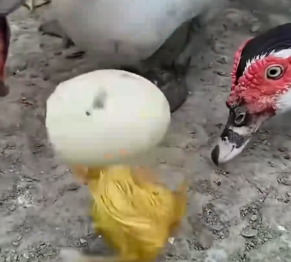 This women rescued duckling that was being bullied and raised it_part2