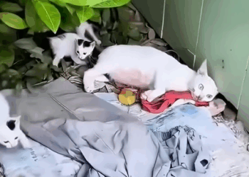 This man rescued a weak mother cat and gave her family a loving home_part2