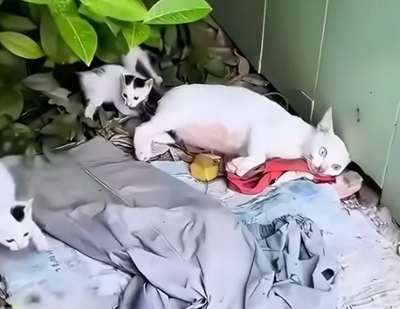 This man rescued a weak mother cat and gave her family a loving home_part2