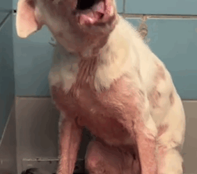 This sweet girl isn’t available for adoption to the public,_part2