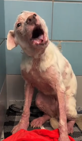 This sweet girl isn’t available for adoption to the public,_part2