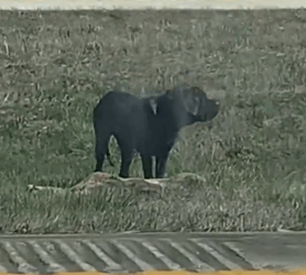 Giant Dog Rescued From The Highway Now Lives The Happiest Life_part2
