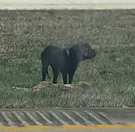 Giant Dog Rescued From The Highway Now Lives The Happiest Life_part2