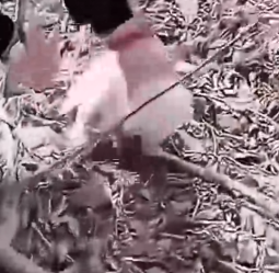 This_kind_man_found_a_lost_fox_cub_and_gave_it_a_home._part2