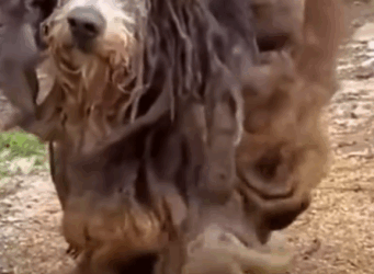 Part2.Animals Rescue #dogrescue #rescuedog #dogsofttiktok #foryoupage #foryou #dogs