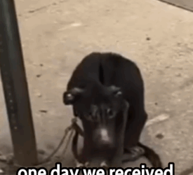 Chained for Months… You Won’t Believe Their Transformation 😢🐶_part2