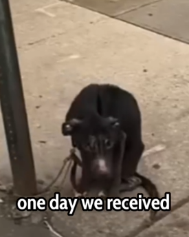 Chained for Months… You Won’t Believe Their Transformation 😢🐶_part2