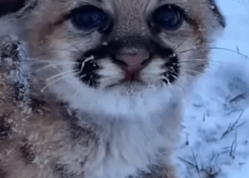 This family rescued baby puma from the cold snow and gave it warm_part2